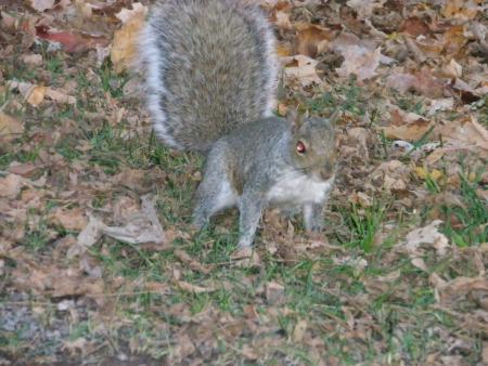 Un �cureuil pas craintif