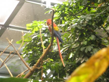 Au coeur de la for�t tropicale